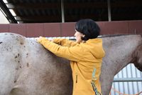Behandlung mit Akupuntur für Pferde